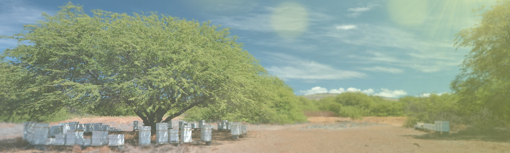 Rare Hawaiian Honey Company